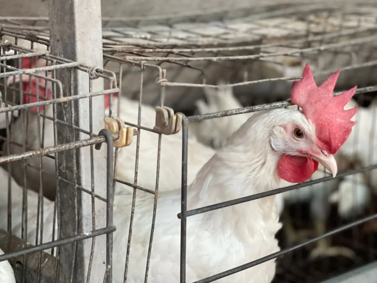 A white laying hen at the front of her cage, bright red comb and clean plumage, photographed inside the layer house.