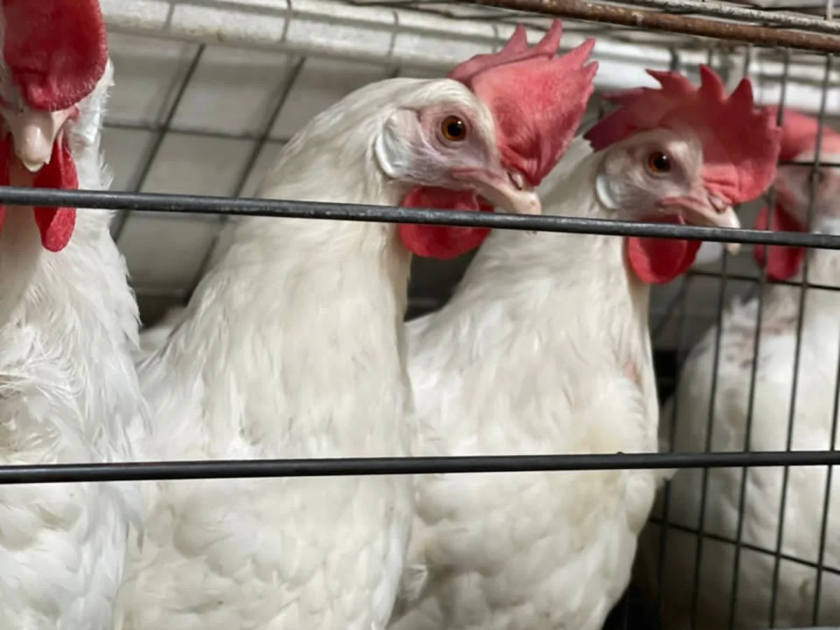 A close group of white laying hens together at the cage front inside the layer house.