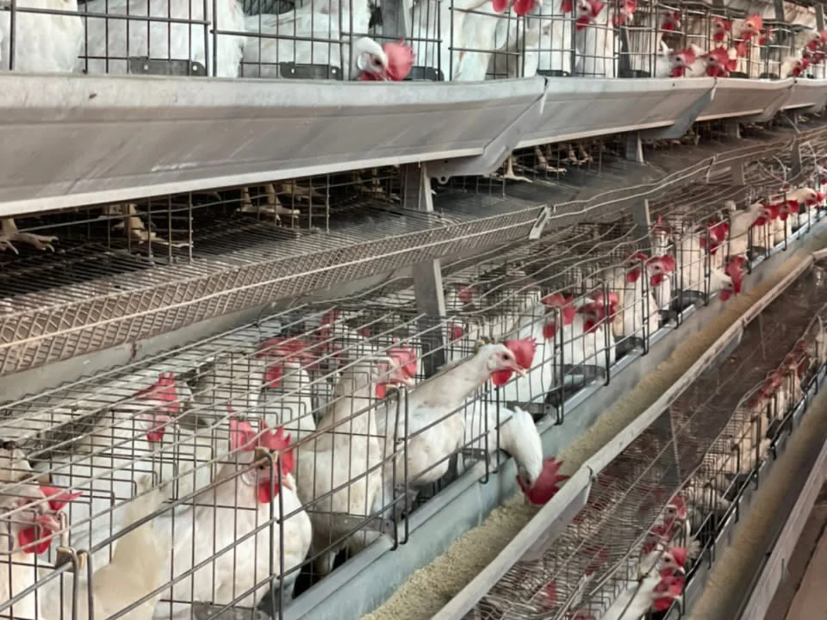Multi-tier cage rows filled with white laying hens, feed troughs running the length of each tier.