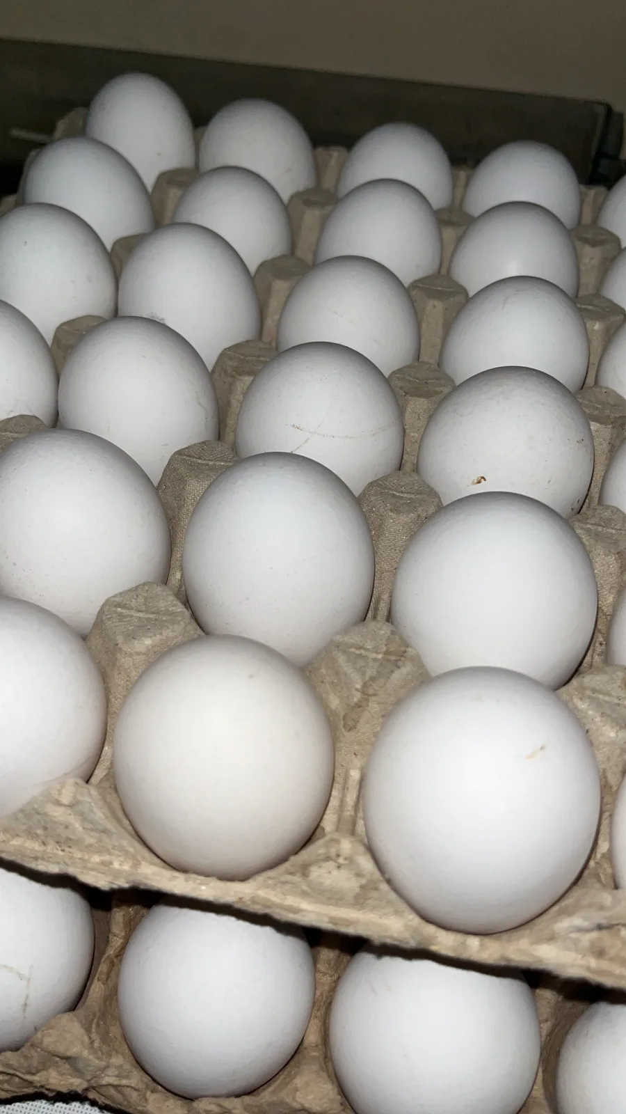 Close-up of clean white grade-A eggs seated in moulded pulp trays, stacked several layers deep