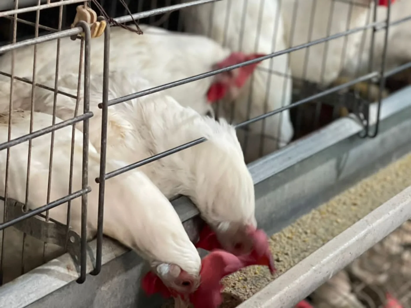 Laying hens feeding head-down from a galvanised trough filled with layer feed, with the water line running above the cage front.