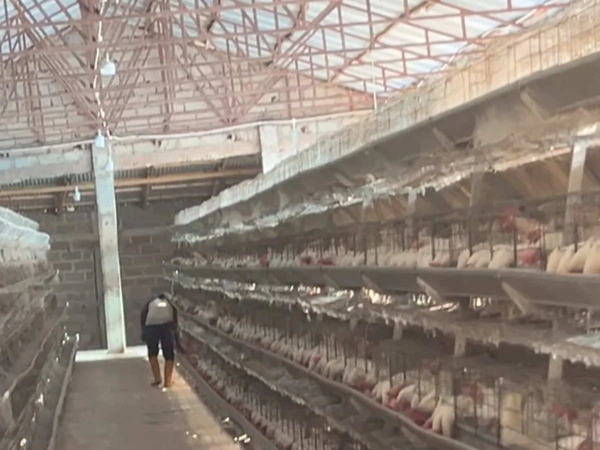 Metal-roof warehouse structure with open trusses and natural lighting running the length of the cage aisles.